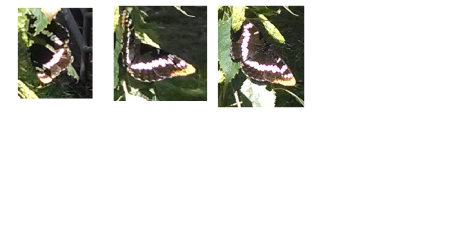 A Washington Butterfly